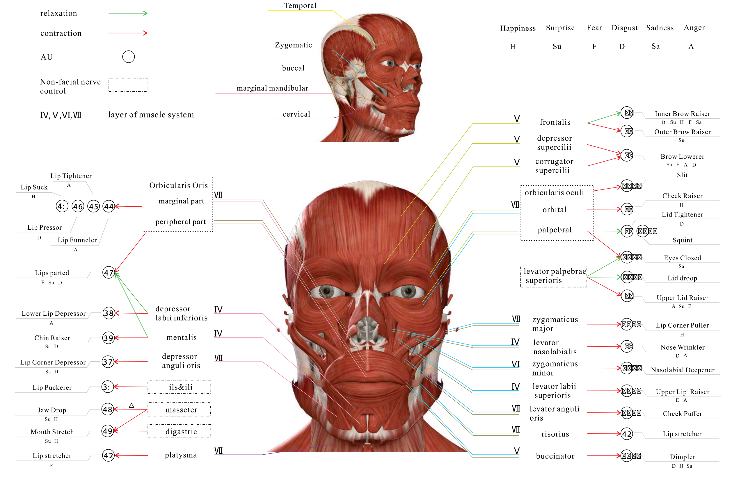 Facial muscle map